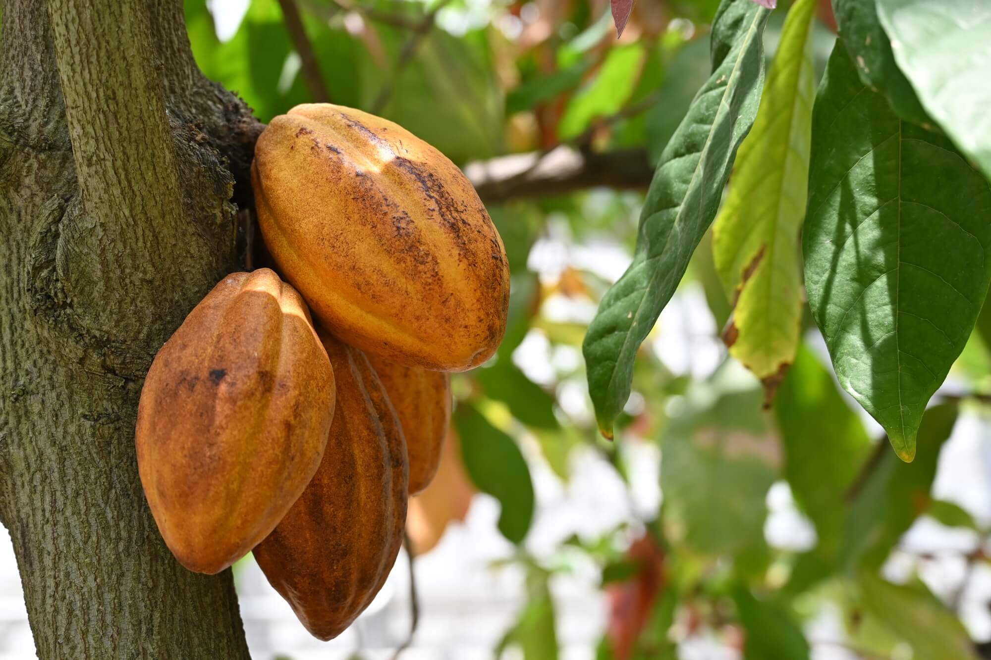 imperfect MAGAZINE | カカオ